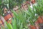Kancoonaplant-nursery-10.jpg; ?>