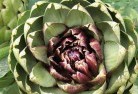Kancoonaplant-nursery-1.jpg; ?>