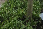 Kancoonaplant-nursery-23.jpg; ?>