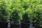 Kancoonaplant-nursery-24.jpg; ?>